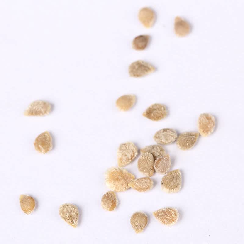 番茄种子